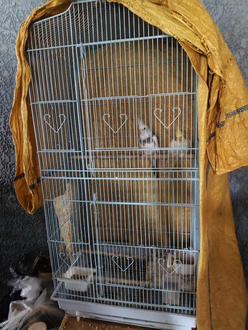 Cockatiel Pair with Cage (Category: Homes & Other Pet Accessories) located in Paranaque City. Submitted by peiyiiso (Listing ID 1465583593, Image 3). Description: Two cockatiels living in a wire cage. One is pearl pied, the other is lutino. Wooden perch inside. Feeding bowls at the bottom. Cage covered with a yellow cloth on the sides and top. Active birds, active whistle..