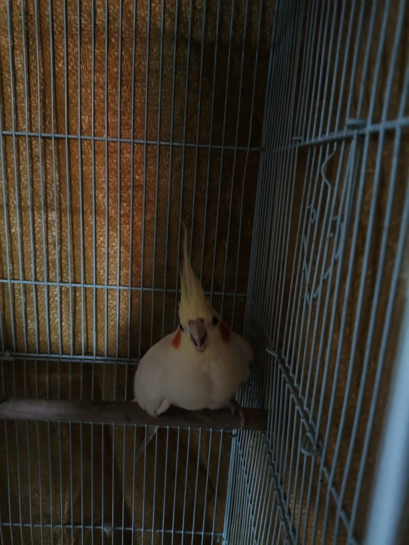 Cockatiel Pair with Cage (Category: Homes & Other Pet Accessories) located in Paranaque City. Submitted by peiyiiso (Listing ID 1465583593, Image 2). Description: Two cockatiels living in a wire cage. One is pearl pied, the other is lutino. Wooden perch inside. Feeding bowls at the bottom. Cage covered with a yellow cloth on the sides and top. Active birds, active whistle..