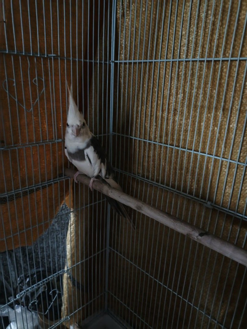 Cockatiel Pair with Cage (Category: Homes & Other Pet Accessories) located in Paranaque City. Submitted by peiyiiso (Listing ID 1465583593, Image 1). Description: Two cockatiels living in a wire cage. One is pearl pied, the other is lutino. Wooden perch inside. Feeding bowls at the bottom. Cage covered with a yellow cloth on the sides and top. Active birds, active whistle..