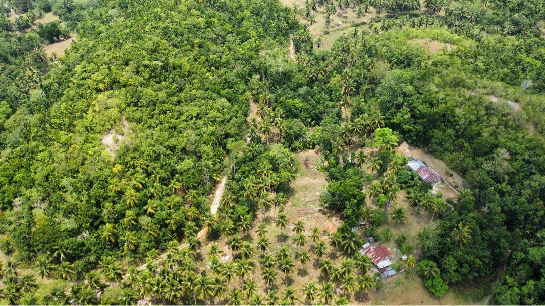 Corella, Bohol Farm Lot (Category: Lot) located in Bulacan. Submitted by junieckr03 (Listing ID 1465599807, Image 1). Description: Corella, Bohol 38,705 sqm Titled 1 signatory Access road With Rice paddies (Palayan) Coconut trees Great for farm P550/sqm (negotiable).