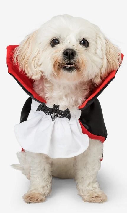 Dracula Pet costume (Category: Homes & Other Pet Accessories) located in Makati City. Submitted by parvati (Listing ID 1465696452, Image 1). Description: Slight stain at the front.