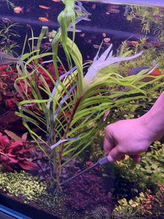 (Category: ) located in . Submitted by aquaticplantssengkang (Listing ID 1465629098, Image 1). Description: .