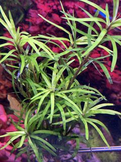 (Category: ) located in . Submitted by aquaticplantssengkang (Listing ID 1465628213, Image 1). Description: .