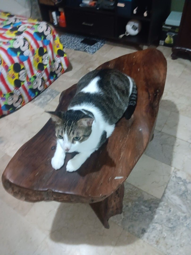 Final Sale! Molave Bench P4999 (Category: Tables & Sets) located in Las Pinas. Submitted by jesus1smysavi0r (Listing ID 1465611734, Image 2). Description: - Material: Solid wood with live edge and organic curves - Design: Unique natural grain patterns with a warm medium brown finish - Build: Heavy-duty slab top resting on sturdy carved wooden legs - Durability: Solid construction that easily holds heavy weight - Ideal For: Living room or lounge s