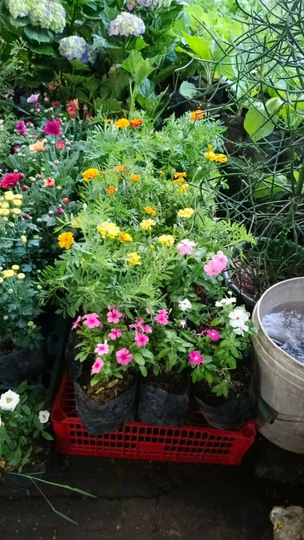 Flowering plants (Category: Plants & Seeds) located in Manila. Submitted by crisantovelasco (Listing ID 1465594097, Image 3). Description: - Vibrant collection: Features colorful yellow, pink, and white blooms with healthy green foliage - Versatile use: Great for gardens, balconies, or indoor spaces - Ready to plant: Comes in black plastic bags, ready for re-potting or direct soil planting - Low maintenance: Fresh, healthy, and easy to care for.