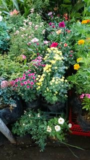 (Category: ) located in . Submitted by crisantovelasco (Listing ID 1465594097, Image 1). Description: .