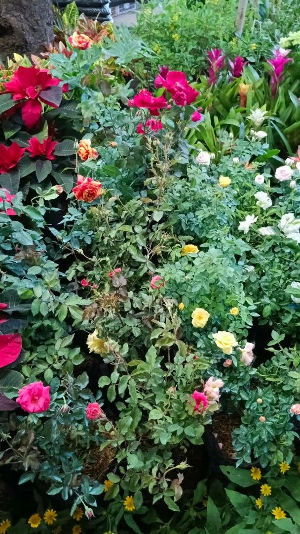 Flowering plants (Category: Plants & Seeds) located in Manila. Submitted by crisantovelasco (Listing ID 1465594097, Image 2). Description: - Vibrant collection: Features colorful yellow, pink, and white blooms with healthy green foliage - Versatile use: Great for gardens, balconies, or indoor spaces - Ready to plant: Comes in black plastic bags, ready for re-potting or direct soil planting - Low maintenance: Fresh, healthy, and easy to care for.