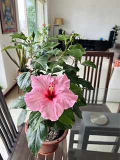 (Category: ) located in . Submitted by bhavone (Listing ID 1465627751, Image 1). Description: .