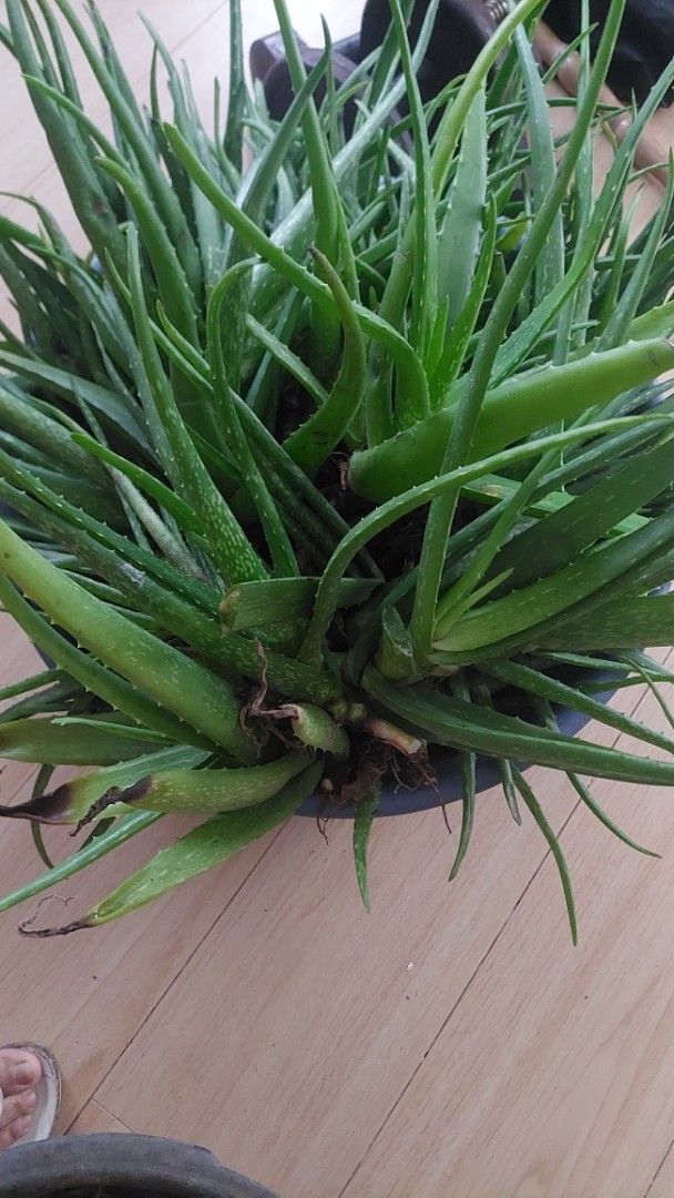 Large Aloe Vera Plant (Category: Plants & Seeds) located in Paranaque City. Submitted by daddyu (Listing ID 1465636977, Image 1). Description: - Organic Massive, super healthy aloe vera live plant - Thick green leaves filled with natural skincare gel - Planted in the garden and growing in the soil - Low maintenance: needs minimal water and sunlight - Pick up only due to size and weight Location: San Pablo Laguna.