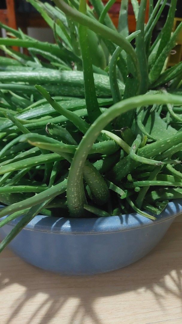 Large Aloe Vera Plant (Category: Plants & Seeds) located in Paranaque City. Submitted by daddyu (Listing ID 1465636977, Image 2). Description: - Organic Massive, super healthy aloe vera live plant - Thick green leaves filled with natural skincare gel - Planted in the garden and growing in the soil - Low maintenance: needs minimal water and sunlight - Pick up only due to size and weight Location: San Pablo Laguna.
