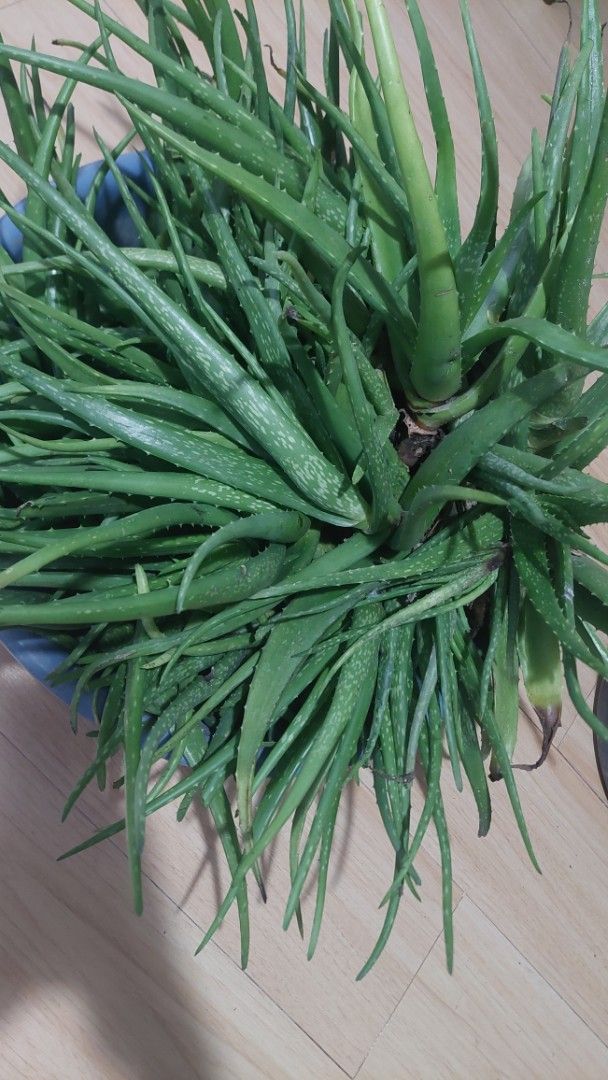Large Aloe Vera Plant (Category: Plants & Seeds) located in Paranaque City. Submitted by daddyu (Listing ID 1465636977, Image 3). Description: - Organic Massive, super healthy aloe vera live plant - Thick green leaves filled with natural skincare gel - Planted in the garden and growing in the soil - Low maintenance: needs minimal water and sunlight - Pick up only due to size and weight Location: San Pablo Laguna.