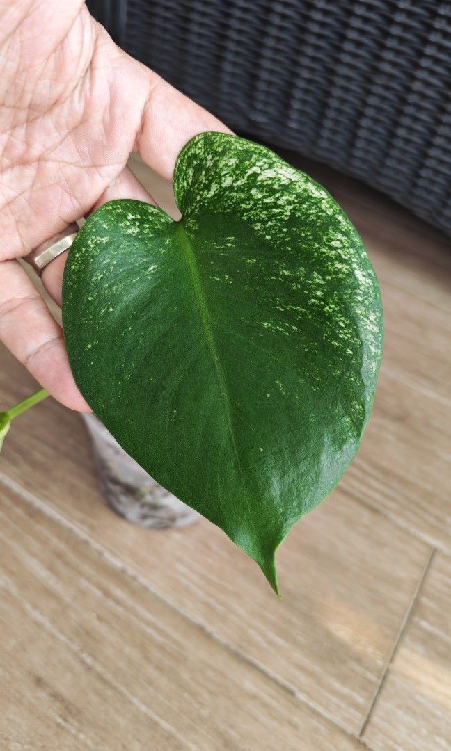 Monstera Devil (Category: Flowers & Bouquets) located in Singapore. Submitted by leafhappily (Listing ID 1464589897, Image 1). Description: 🚚 FREE DELIVERY (min. spend): • $50+ — Sembawang / Yishun • $120+ — Woodlands / Punggol / Sengkang / Bishan / Ang Mo Kio • $200+ — Islandwide 📍 PICKUP OPTIONS 🏠 S769317 | 🛍️ Sembawang SC | 🚆 Canberra MRT 📮 Courier $20/trip 🛒 More Plants on Carousell: https://carousell.app.link/9tLqk29Fn1b.