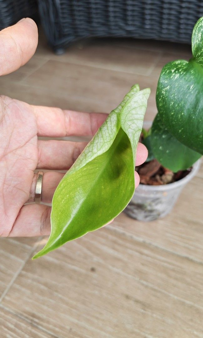 Monstera Devil (Category: Flowers & Bouquets) located in Singapore. Submitted by leafhappily (Listing ID 1464589897, Image 2). Description: 🚚 FREE DELIVERY (min. spend): • $50+ — Sembawang / Yishun • $120+ — Woodlands / Punggol / Sengkang / Bishan / Ang Mo Kio • $200+ — Islandwide 📍 PICKUP OPTIONS 🏠 S769317 | 🛍️ Sembawang SC | 🚆 Canberra MRT 📮 Courier $20/trip 🛒 More Plants on Carousell: https://carousell.app.link/9tLqk29Fn1b.
