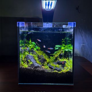 (Category: ) located in . Submitted by aquaphilic (Listing ID 1465710542, Image 1). Description: .
