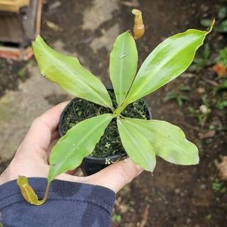 （分類：）位於 。 由 mogo.hk 提交（商品編號 1465656578，圖片 1）。簡介： 。