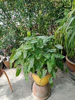 (Category: ) located in . Submitted by janetlim868068 (Listing ID 1465653285, Image 1). Description: .