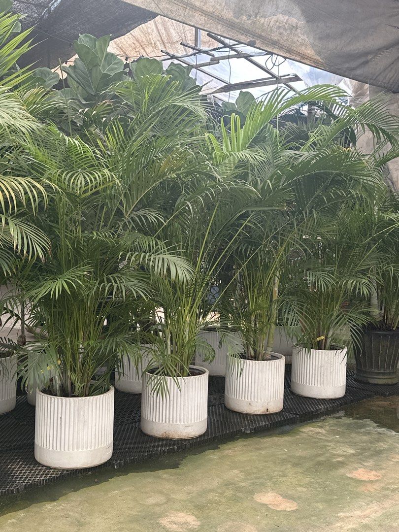 Plants and Pots (Category: Plants & Seeds) located in Singapore. Submitted by wildtree_6e4443 (Listing ID 1465609708, Image 2). Description: Assorted Plants and Pots 50 % Moving Out Sale !!!! Price depends on the items. Address at 55 Sungei Tengah Rd .