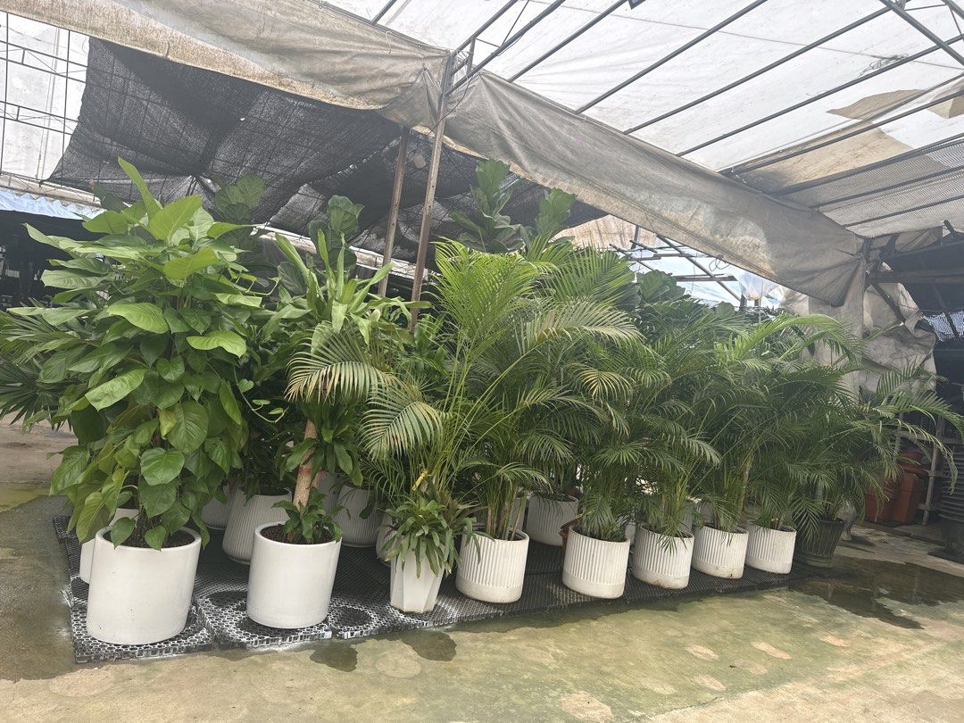 Plants and Pots (Category: Plants & Seeds) located in Singapore. Submitted by wildtree_6e4443 (Listing ID 1465609708, Image 3). Description: Assorted Plants and Pots 50 % Moving Out Sale !!!! Price depends on the items. Address at 55 Sungei Tengah Rd .