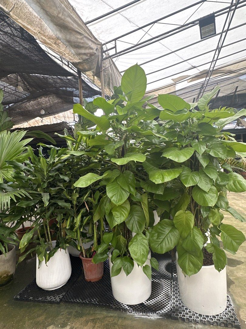Plants and Pots (Category: Plants & Seeds) located in Singapore. Submitted by wildtree_6e4443 (Listing ID 1465609708, Image 1). Description: Assorted Plants and Pots 50 % Moving Out Sale !!!! Price depends on the items. Address at 55 Sungei Tengah Rd .