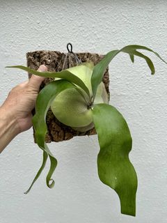 (Category: ) located in . Submitted by platyceriumhybrids (Listing ID 1465590612, Image 1). Description: .