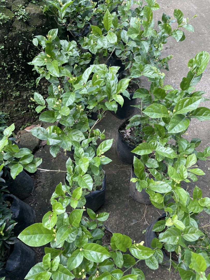 sampaguita (Category: Gardening Tools & Ornaments) located in Silang. Submitted by luckykoki2018 (Listing ID 1465595618, Image 3). Description: .