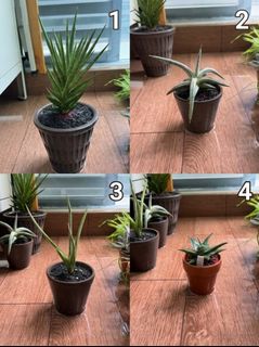 (Category: ) located in . Submitted by tropical_balcony (Listing ID 1465628002, Image 1). Description: .