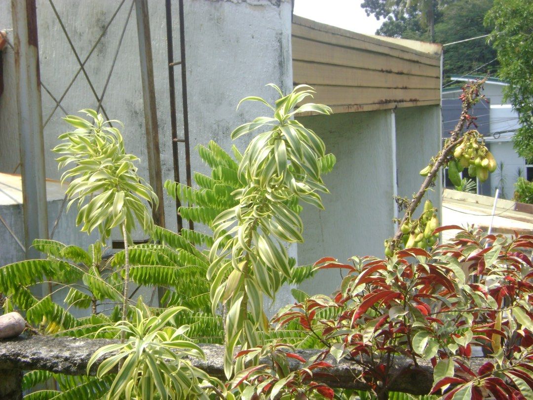 Sony Cybershot DSC-S750 Digital camera digicam (Category: Cameras) located in Paranaque City. Submitted by momochiii24 (Listing ID 1465624499, Image 3). Description: Sony Cybershot DSC-S750 Digital camera digicam 7.2 megapixels PRICE FIXED :3,500 IF HINDI KASAMA MEMORY :₱3,300 fully functional all buttons are working flash and zooms are working focus working no dust when zoom no lcd burn body condition: 8/10 sign of usage minimal issue: no batter