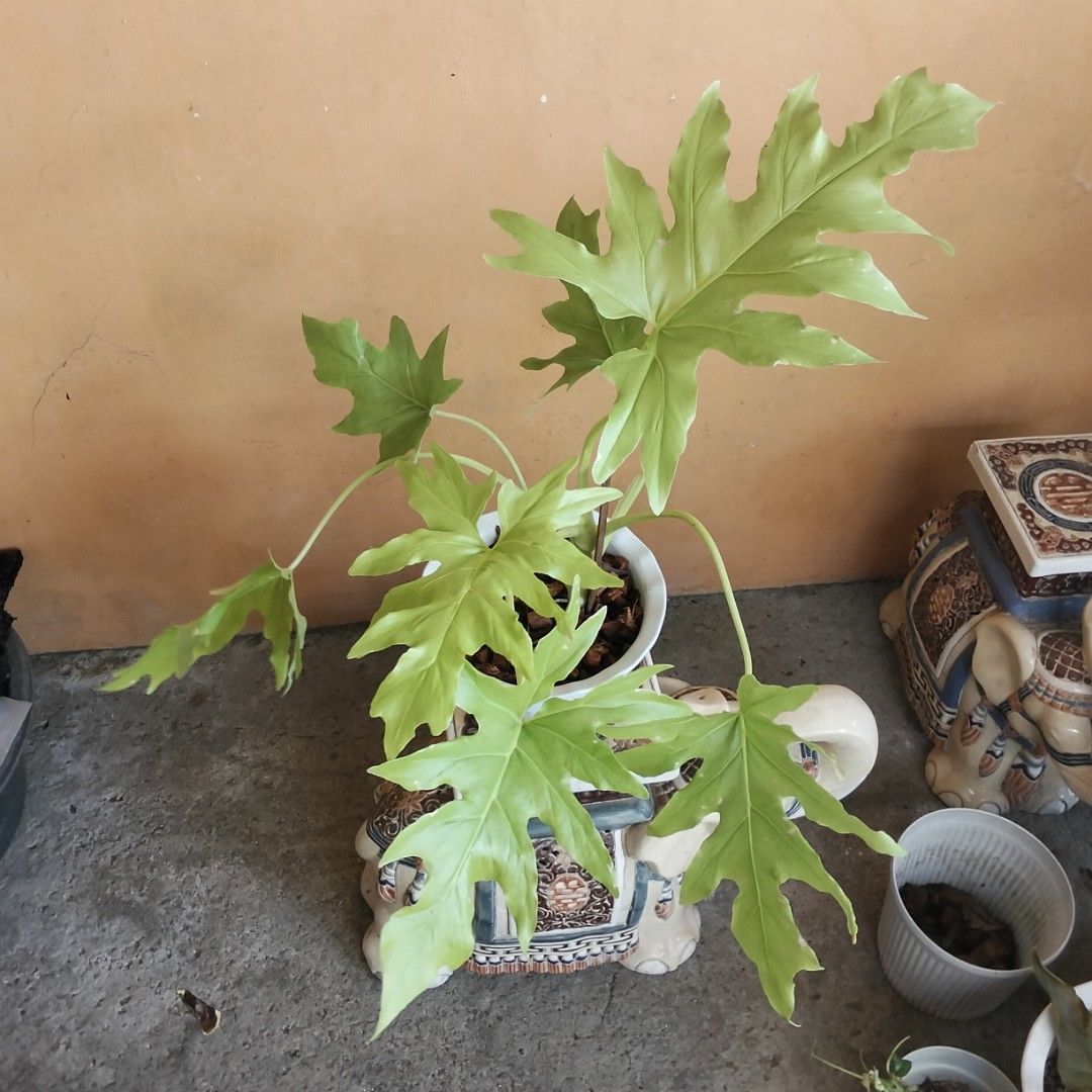 Golden Selloum Philodendron (Category: Plants & Seeds) located in Bacoor. Submitted by youngdog_18b771 (Listing ID 1471173696, Image 1). Description: ☘️ Golden Selloum Philodendron For sale : 580 Pesos Location:🏡 Molino 5, Bacoor City 🛵Shipping through Lalamove and will be shoulder by the buyer. Mode of Payment is thru Gcash only. Description 📌 The Plant is fully rooted and established on medium white Pot 📌Locally grown! This Philodendron is 