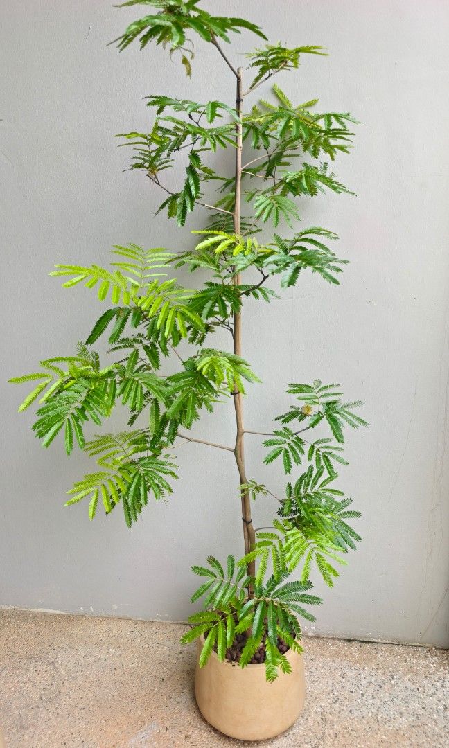 Japanese Ever Fresh Tree, Furniture & Home Living, Gardening, Plants ...