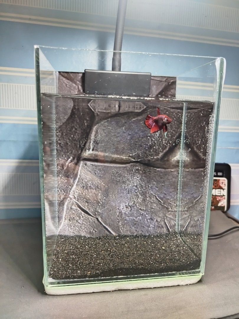 Red Galaxy Plakat Betta Tank with background sticker (Category: Homes & Other Pet Accessories) located in San Juan City. Submitted by carljr21 (Listing ID 1471234443, Image 1). Description: Tank size: 6x4x8" No leak and clear view. Slighly issue: Has some scratch at the back, but not too visible due to background sticker Tank Light not included. Last price na po. Pick up at West Crame, San Juan City.