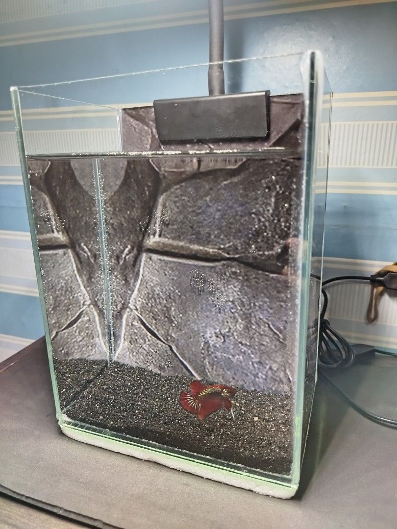 Red Galaxy Plakat Betta Tank with background sticker (Category: Homes & Other Pet Accessories) located in San Juan City. Submitted by carljr21 (Listing ID 1471234443, Image 2). Description: Tank size: 6x4x8" No leak and clear view. Slighly issue: Has some scratch at the back, but not too visible due to background sticker Tank Light not included. Last price na po. Pick up at West Crame, San Juan City.