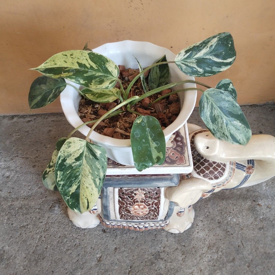Variegated Queen Emerald Marble Aurea (Category: Plants & Seeds) located in Bacoor. Submitted by youngdog_18b771 (Listing ID 1471120087, Image 1). Description: FOR SALE‼️📣📣📣 🍀 Variegated Queen Emerald Marble Aurea Philodendron Price: 300 Pesos Location:🏡 Molino 5, Bacoor City 🛵Shipping through Lalamove and will be shoulder by the buyer. Mode of Payment is thru Gcash. Description: 📌 The Plant has healthy leaves with good variegation and is 
