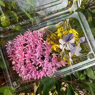 （分類：）位於 。 由 _delightgarden 提交（商品編號 1471309364，圖片 1）。簡介： 。