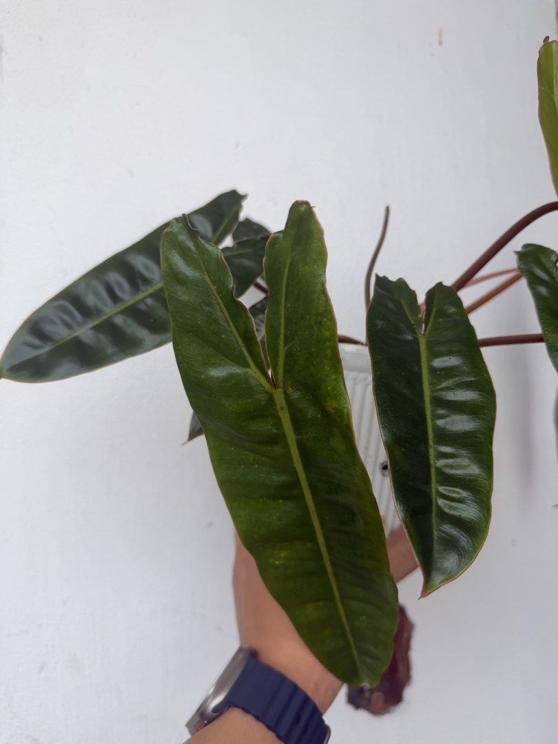 Philodendron Billietiae Potted Houseplant (Category: Plants & Seeds) located in Quezon City. Submitted by satisfied_buyer (Listing ID 1471344492, Image 3). Description: - Plant: Healthy rooted Philodendron Billietiae From a variegated culture - Pot: White plastic slotted pot included - Appearance: Vibrant orange-red petioles with dark green, velvety, elongated leaves - Growth: Actively growing with a new leaf emerging; strong, established root sy