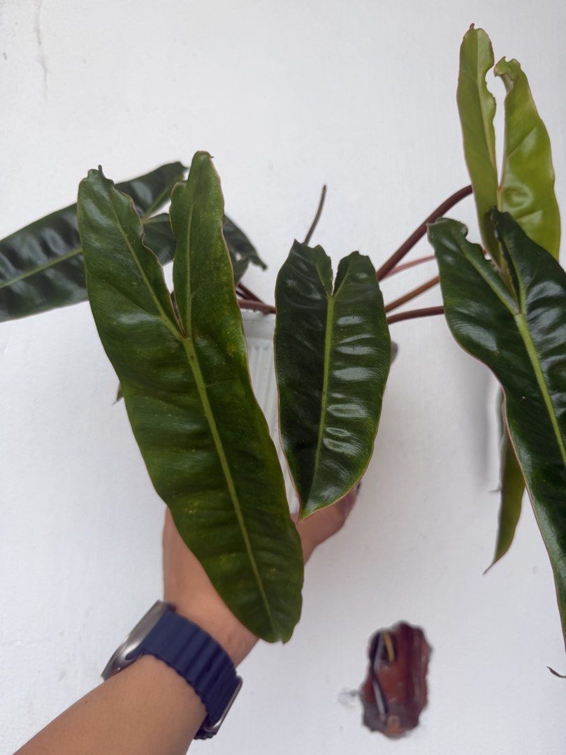 Philodendron Billietiae Potted Houseplant (Category: Plants & Seeds) located in Quezon City. Submitted by satisfied_buyer (Listing ID 1471344492, Image 2). Description: - Plant: Healthy rooted Philodendron Billietiae From a variegated culture - Pot: White plastic slotted pot included - Appearance: Vibrant orange-red petioles with dark green, velvety, elongated leaves - Growth: Actively growing with a new leaf emerging; strong, established root sy