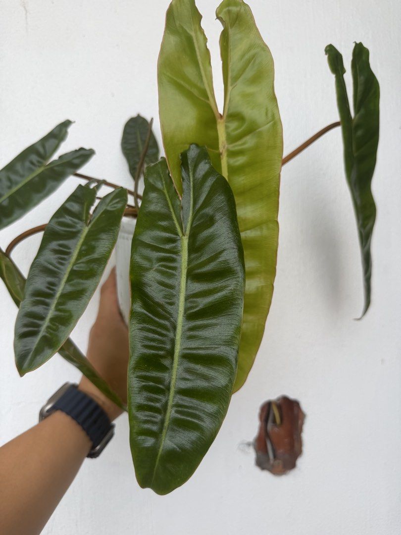 Philodendron Billietiae Potted Houseplant (Category: Plants & Seeds) located in Quezon City. Submitted by satisfied_buyer (Listing ID 1471344492, Image 1). Description: - Plant: Healthy rooted Philodendron Billietiae From a variegated culture - Pot: White plastic slotted pot included - Appearance: Vibrant orange-red petioles with dark green, velvety, elongated leaves - Growth: Actively growing with a new leaf emerging; strong, established root sy