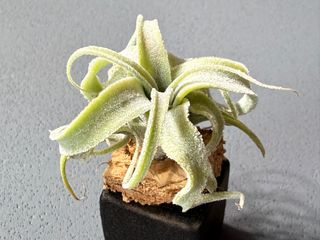（分類：）位於 。 由 tom_nook 提交（商品編號 1465827186，圖片 1）。簡介： 。