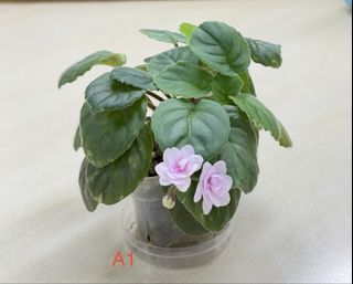 （分類：）位於 。 由 ap102 提交（商品編號 1465877839，圖片 1）。簡介： 。