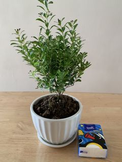 All $60 - Ginseng banyan indoor plant in ceramic white pot 室內植物連白色陶瓷盤 ...
