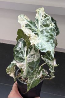 (Category: ) located in . Submitted by plant_habitat (Listing ID 1465848072, Image 1). Description: .