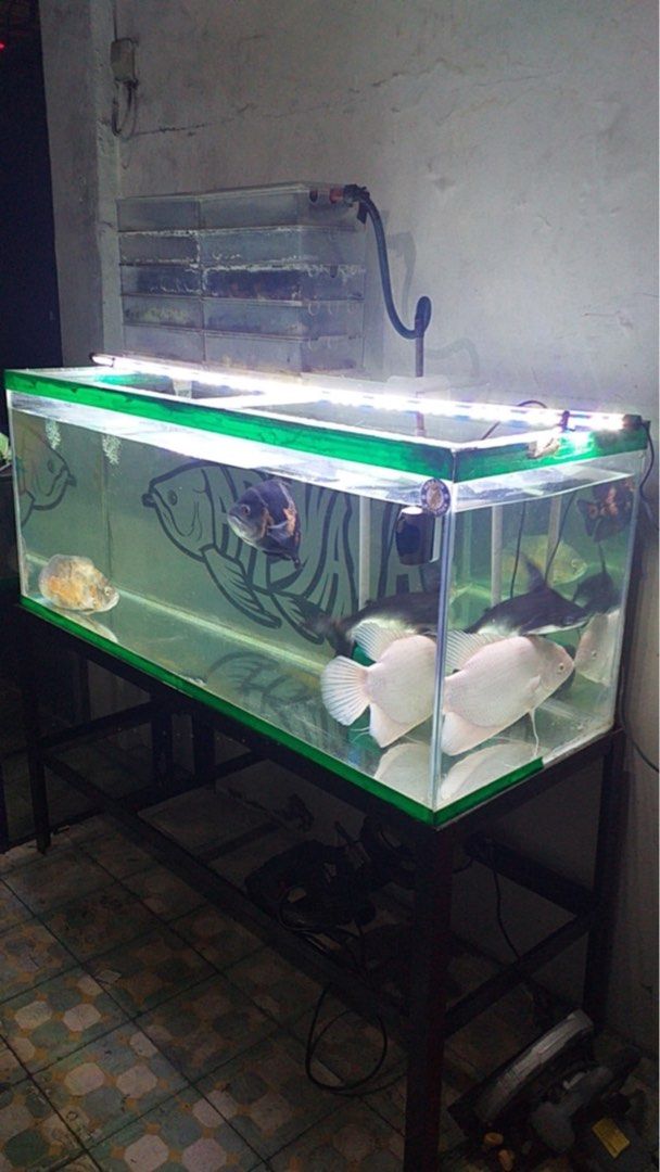 Aquarium 75gal complete set (Category: Tables & Sets) located in Quezon City. Submitted by fly29 (Listing ID 1465811526, Image 1). Description: - Complete aquarium setup: Big rectangular glass tank with stylish green trim - Includes sturdy black metal support frame and stand - Lighting: Bright top LED light strip included - Filtration: Multi-tier overhead filtration system for optimal water quality - Ideal habitat for keeping large fish - Note: P