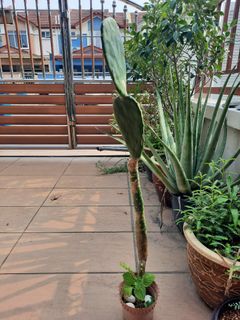 (Category: ) located in . Submitted by we.see (Listing ID 1465844859, Image 1). Description: .