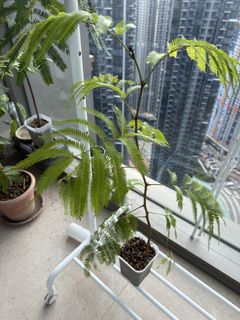 （分類：）位於 。 由 sunnusbi51788 提交（商品編號 1465802405，圖片 1）。簡介： 。