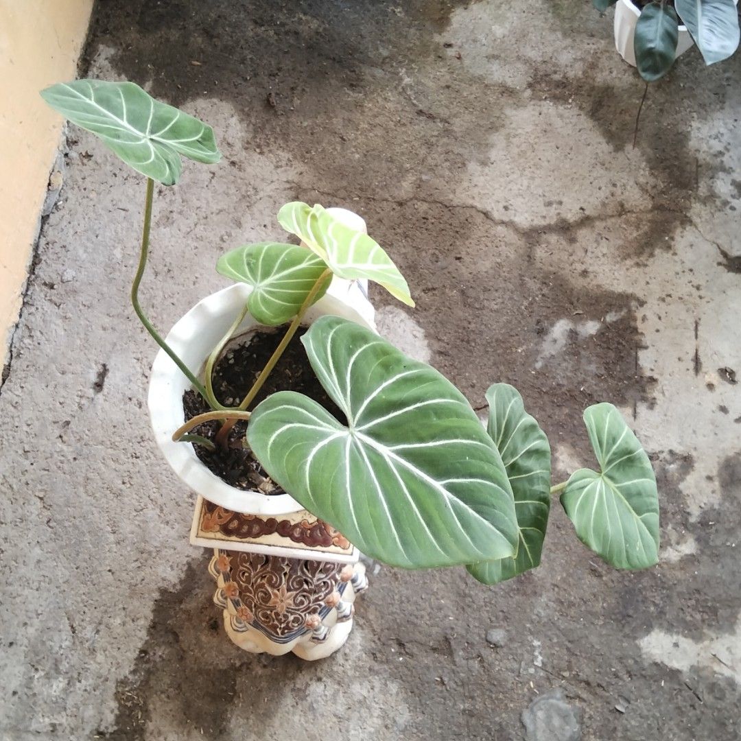 Glorious Philodendron (Category: Plants & Seeds) located in Bacoor. Submitted by youngdog_18b771 (Listing ID 1462950884, Image 2). Description: 𝑆𝐴𝐿𝐸𝑆 𝐴𝐿𝐸𝑅𝑇‼️📣📣📣 🍀Glorious Philodendron Price: 300 Pesos Location:🏡 Molino 5, Bacoor City 🛵Shipping through Lalamove and will be shouldered by the buyer. Mode of Payment is thru Gcash. Note: Actual Picture of the Plant Description: 📌 The plants is fully rooted and well established on medi