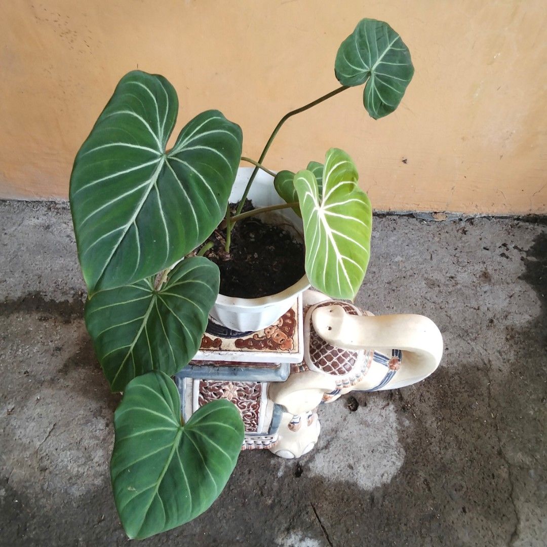 Glorious Philodendron (Category: Plants & Seeds) located in Bacoor. Submitted by youngdog_18b771 (Listing ID 1462950884, Image 1). Description: 𝑆𝐴𝐿𝐸𝑆 𝐴𝐿𝐸𝑅𝑇‼️📣📣📣 🍀Glorious Philodendron Price: 300 Pesos Location:🏡 Molino 5, Bacoor City 🛵Shipping through Lalamove and will be shouldered by the buyer. Mode of Payment is thru Gcash. Note: Actual Picture of the Plant Description: 📌 The plants is fully rooted and well established on medi