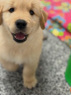 (Category: ) located in . Submitted by royalpaws (Listing ID 1465826253, Image 1). Description: .