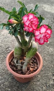 (Category: ) located in . Submitted by jtflorist (Listing ID 1465948765, Image 1). Description: .