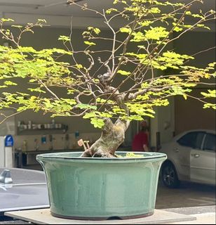 (Category: ) located in . Submitted by tropical_bonsai_tree (Listing ID 1465894617, Image 1). Description: .