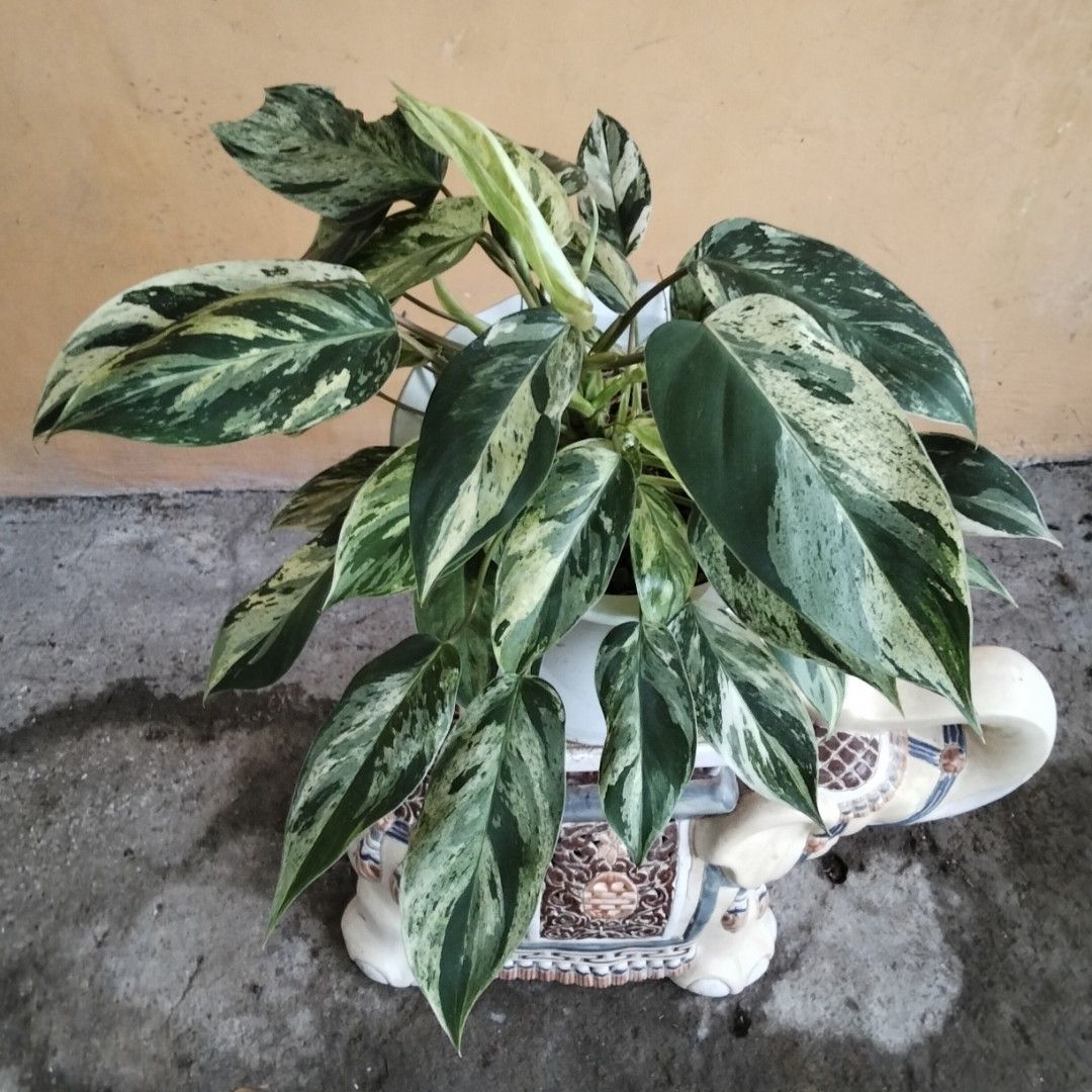 Lush Ilsemanii Philodendron Variegated (Category: Plants & Seeds) located in Bacoor. Submitted by youngdog_18b771 (Listing ID 1465949124, Image 1). Description: ☘️ Ilsemanii Philodendron Variegated Price: 790 Pesos Location:🏡 Molino 5,Bacoor City 🛵Shipping through Lalamove and will be shouldered by the buyer. Mode of Payment is thru Gcash or COD. Note: Actual Picture of the Plant. Description: 📌 The plants is fully rooted and well established 