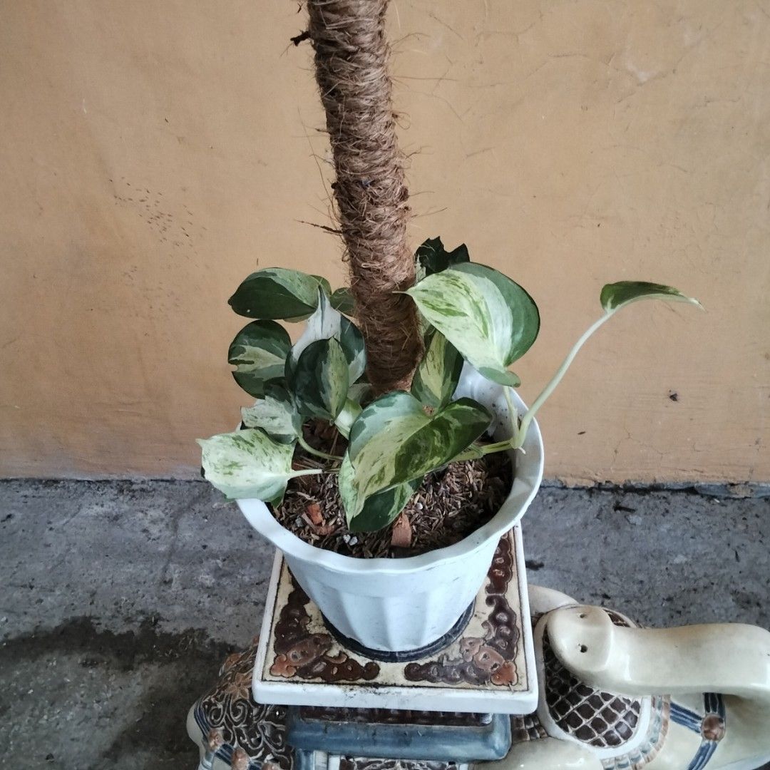 Manjula Pothos Trailing on 24 Inch High Coco Pole (Category: Plants & Seeds) located in Bacoor. Submitted by youngdog_18b771 (Listing ID 1465949956, Image 1). Description: ☘️ Manjula Pothos ( Epipremnum Aureum Price: 230 Pesos 🏡 Molino 5, Bacoor City 🛵Shipping through Lalamove and will be shouldered by the buyer. Mode of Payment is thru Gcash or COD ** Photo is the picture of the actual plants. Description: 📌 Lush plant trailing on Coco Pole f